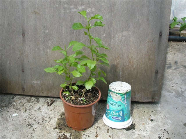 duranta mala